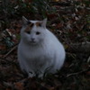 2016年11月智光山公園_5