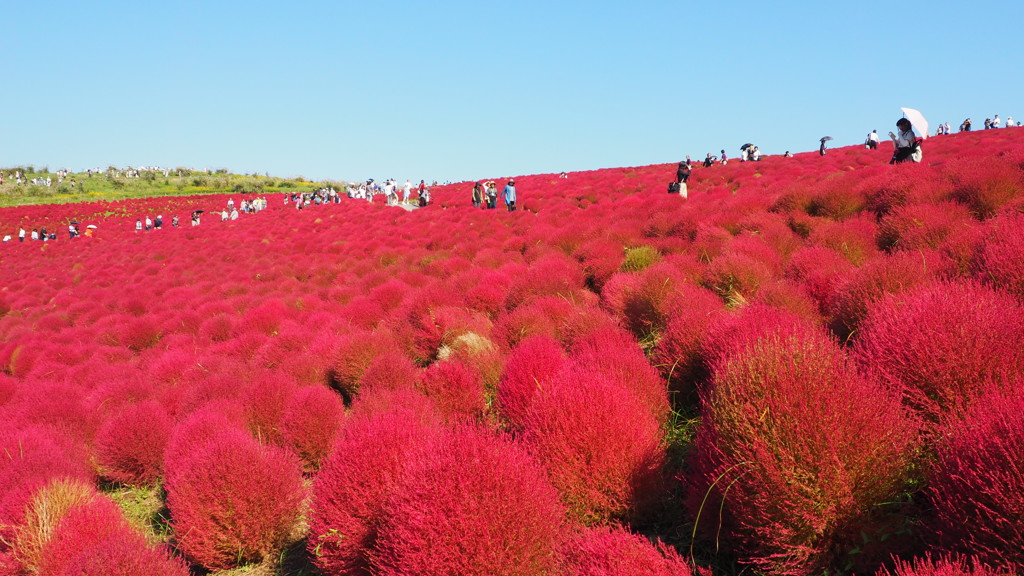 2016年10月ひたち海浜公園_8
