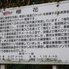 2017年3月戦場に散る桜_2