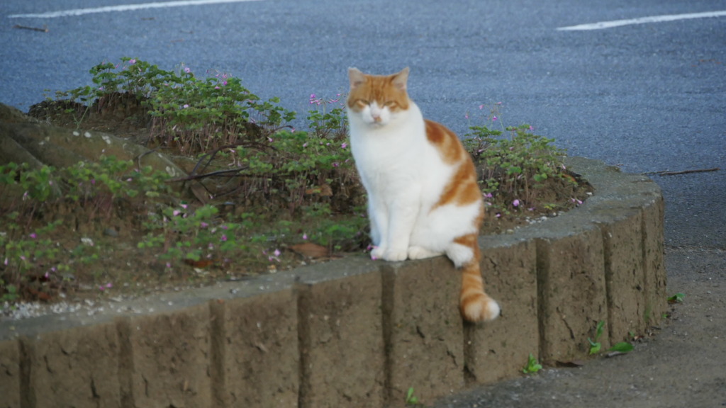 2016年10月袖ヶ浦公園_2