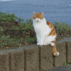 2016年10月袖ヶ浦公園_2