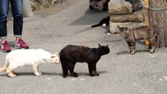 2015年5月田代島の日常・一コマ