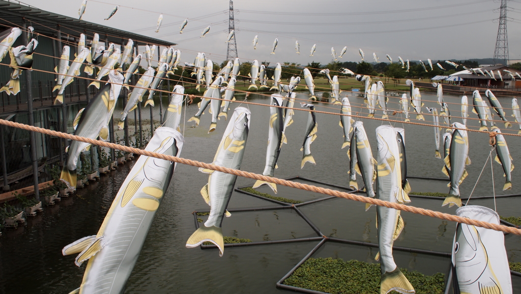2013年6月那珂川水族館_2
