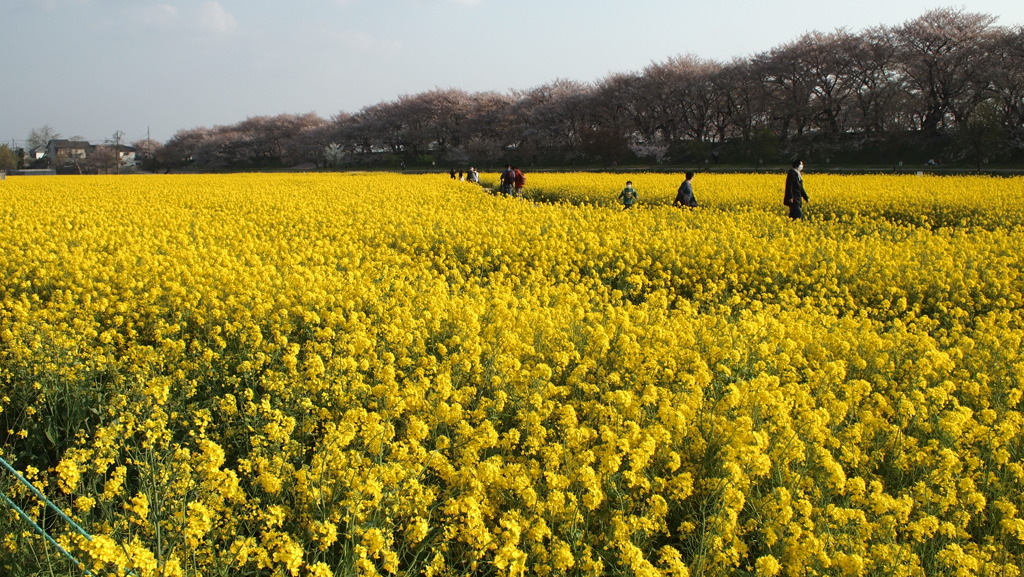 2013年4月埼玉_2