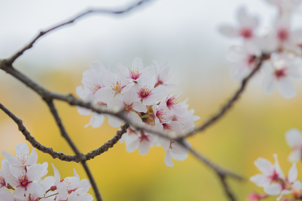 桜