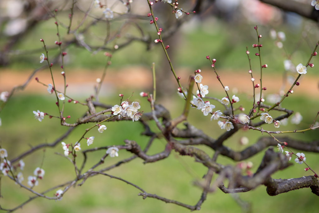 万博公園　梅