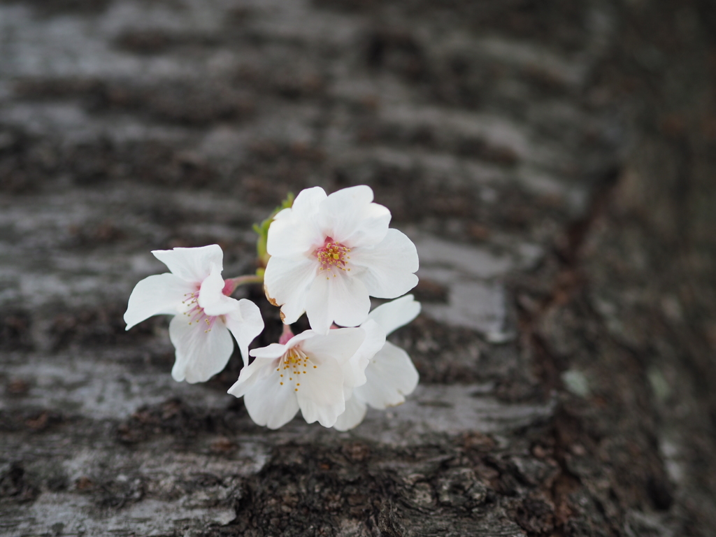 桜