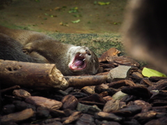 カワウソ