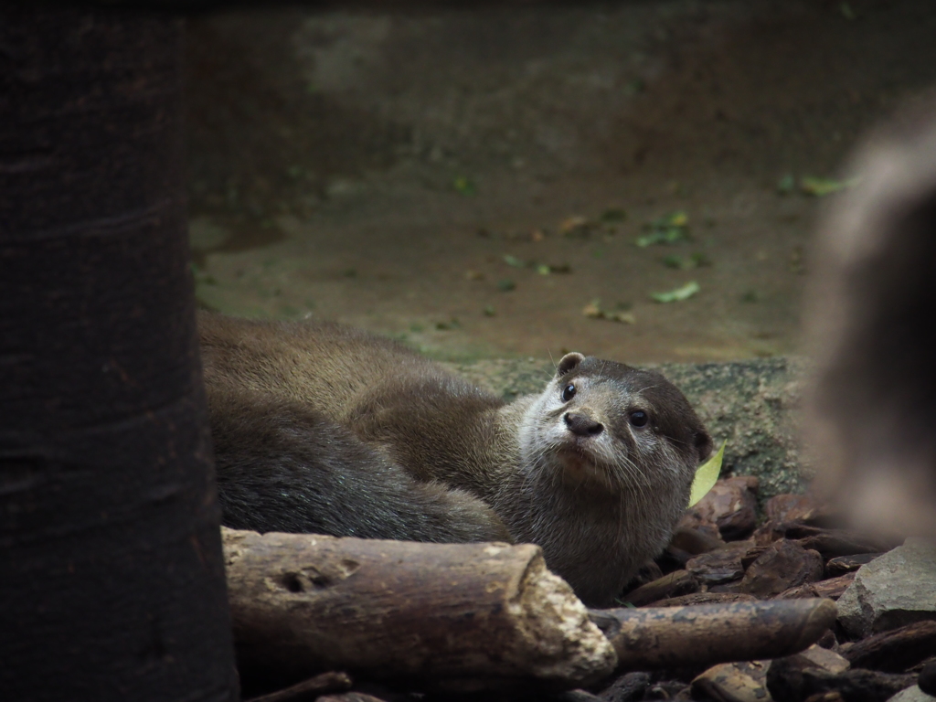 カワウソ