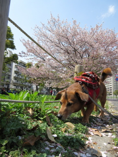 春、散歩