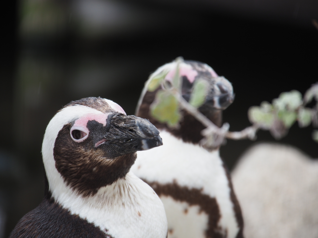 ペンギン