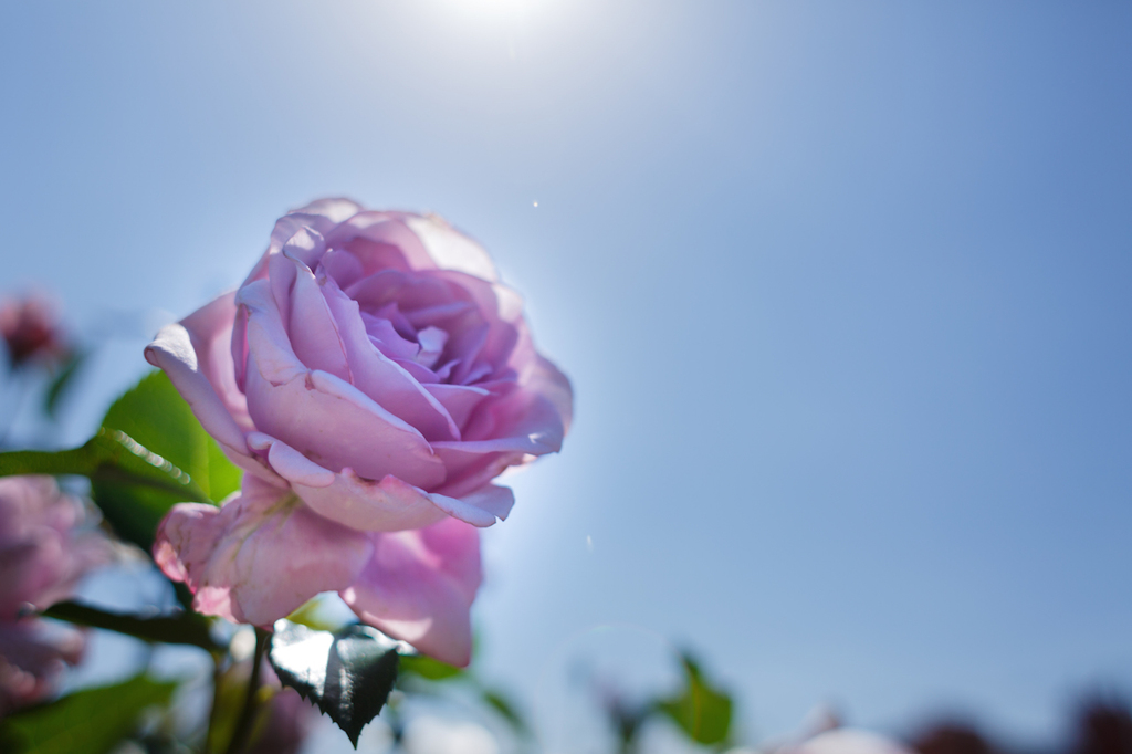 薔薇３