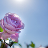 薔薇３