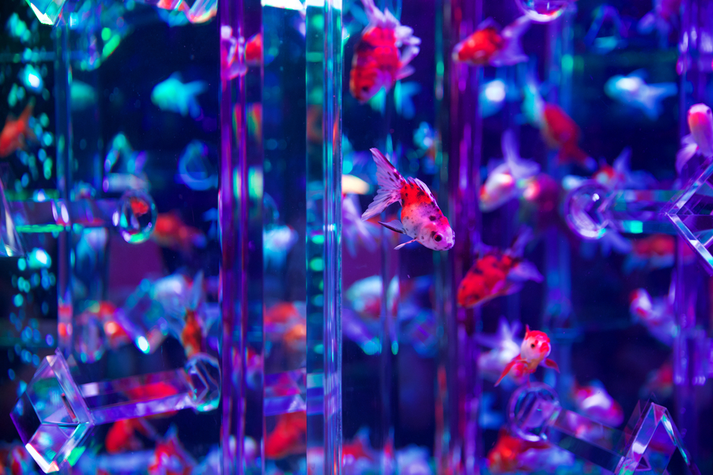 アクアリウム展２