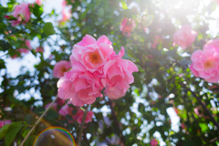 薔薇