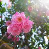 薔薇