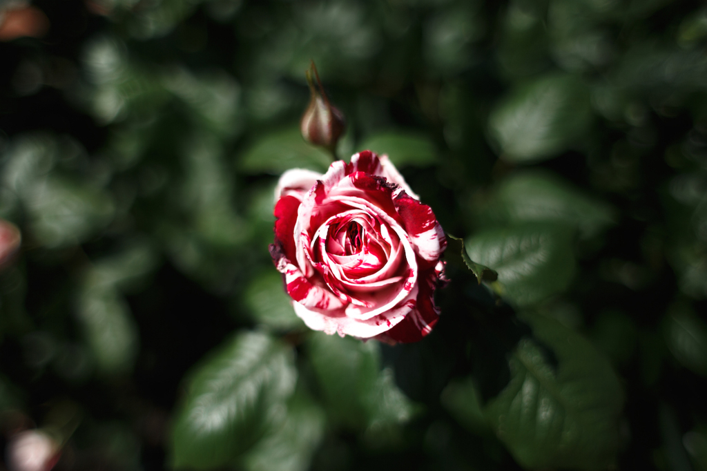 薔薇２