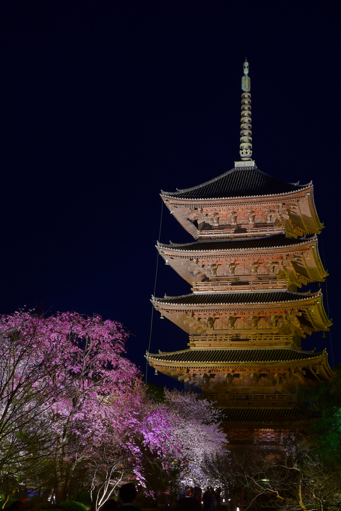 東寺の夜に浮かぶ春 By 桜丸 長期出張中 Id 写真共有サイト Photohito