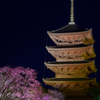 東寺の夜に浮かぶ春