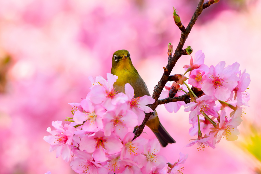 まんかい