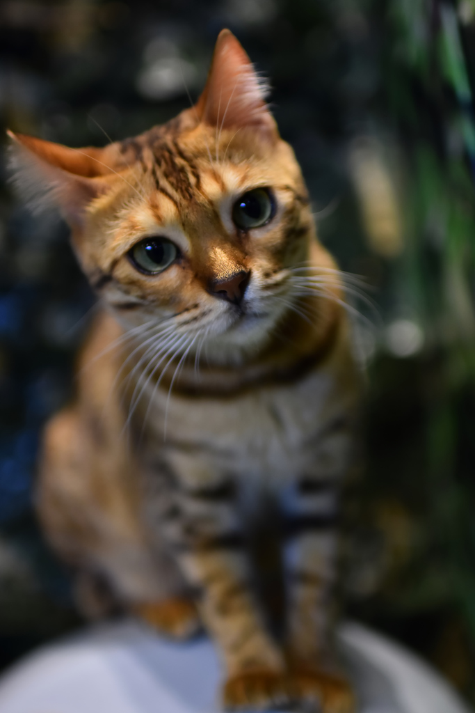 またのお越しをお待ちしてますニャ　ヒョウ猫の森ー嵐山ー　最終回