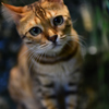 またのお越しをお待ちしてますニャ　ヒョウ猫の森ー嵐山ー　最終回