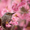 おかめ桜独占