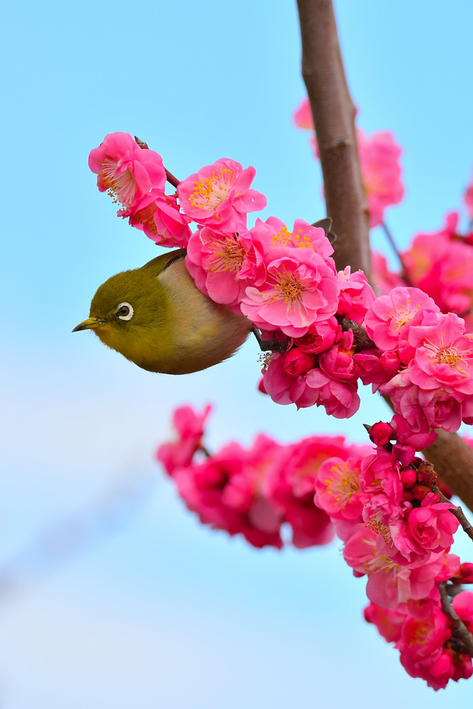うめじろー