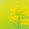 春色yellow