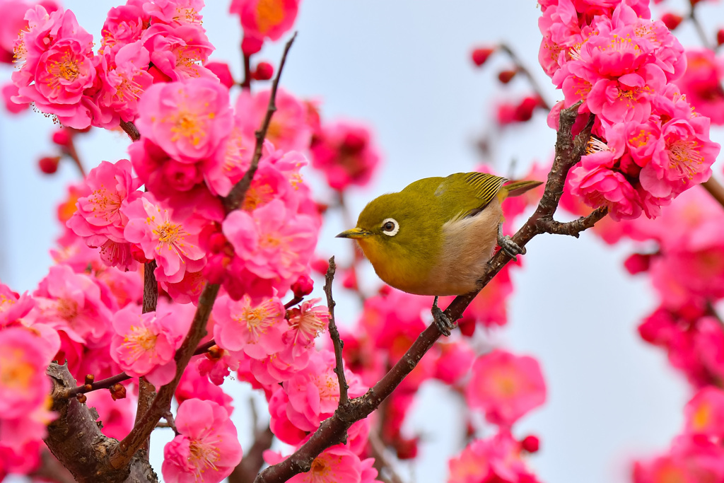 ウメジロー