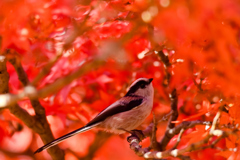 紅に染まり冬が来る