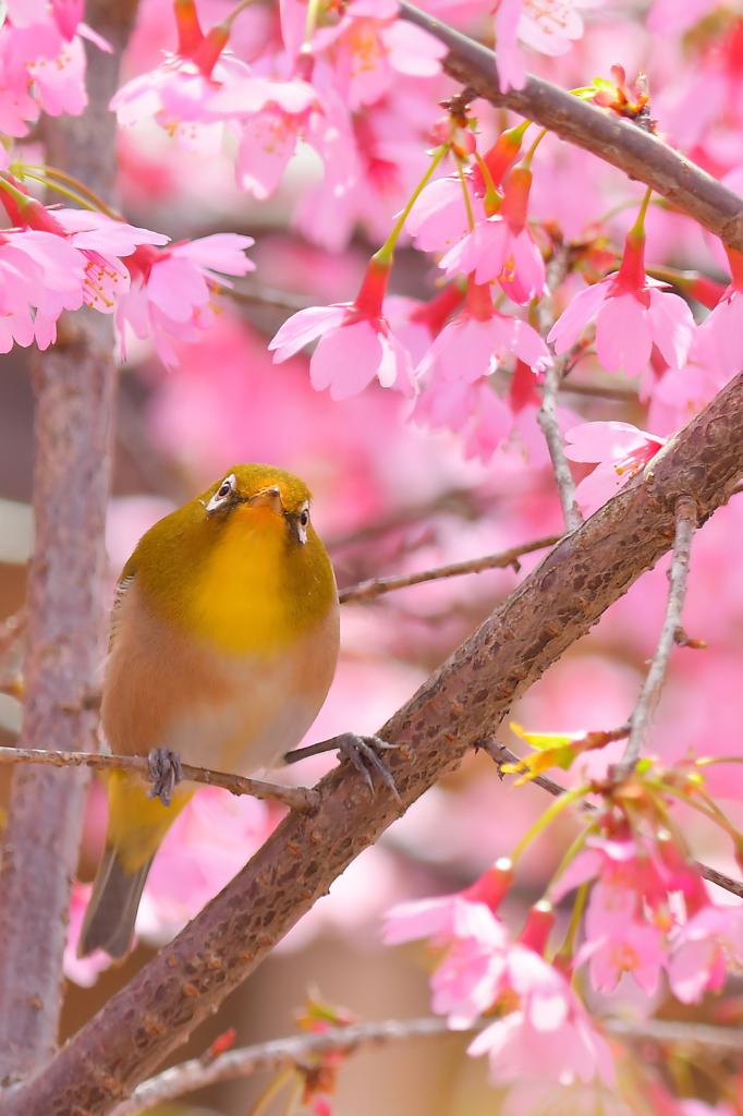 白縁メガネが似合います