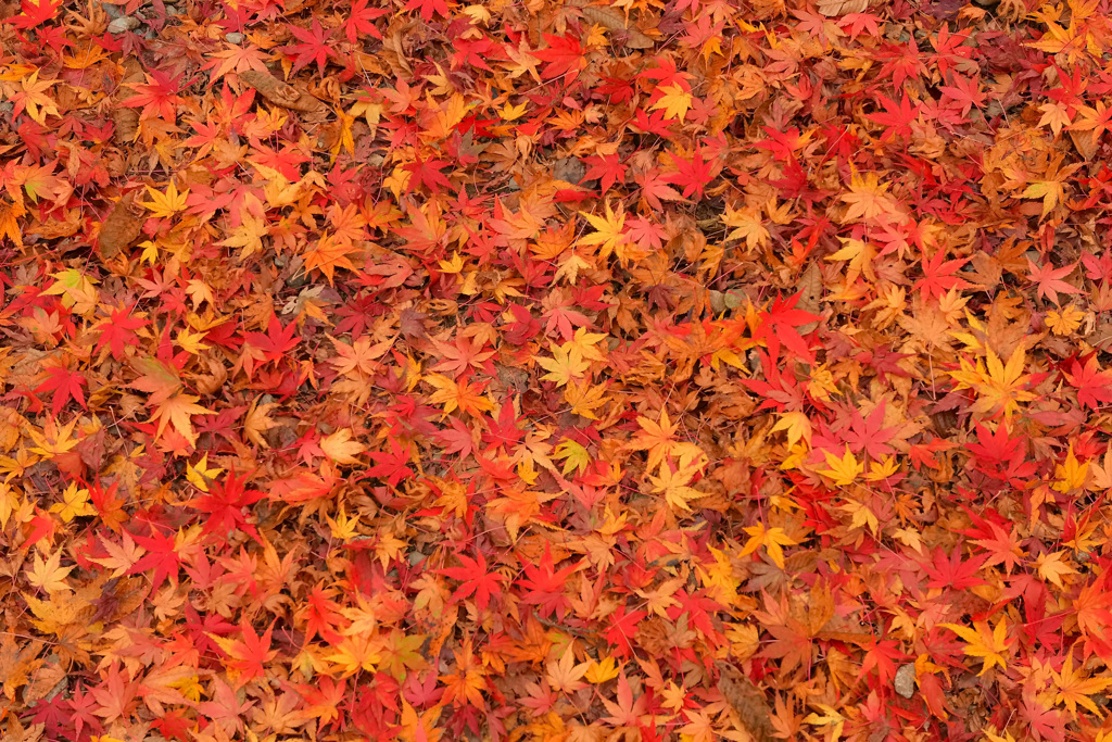 秋色絨毯　紅