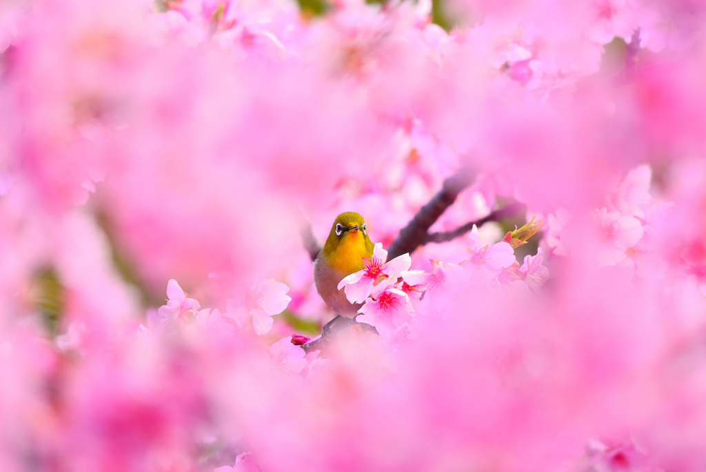 桜の世界にようこそ☆