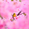 桜の世界にようこそ☆