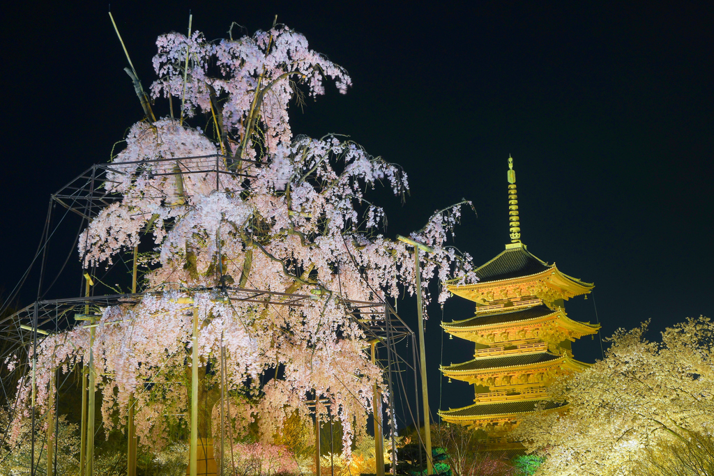 夜風に揺れる不二の桜と黄金の塔