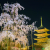 夜風に揺れる不二の桜と黄金の塔