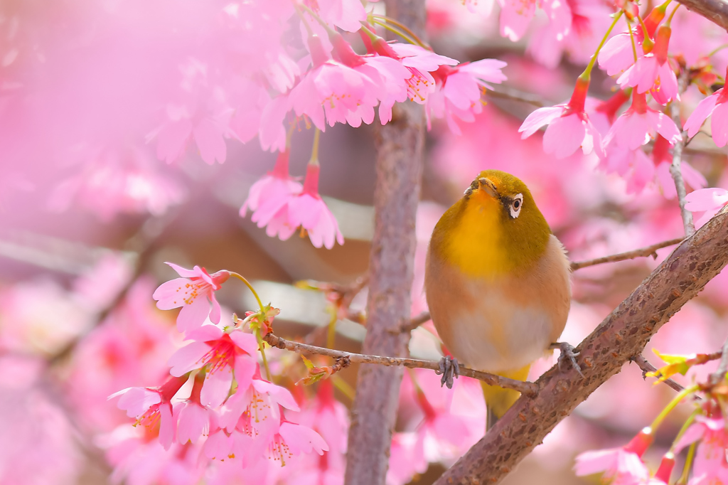 お花見特等席