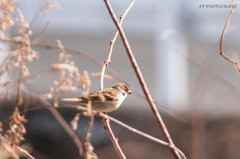 野鳥撮影