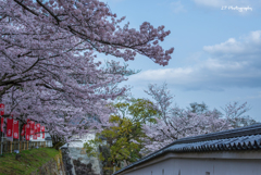 龍野城 桜2017