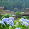 かやぶきの里×紫陽花