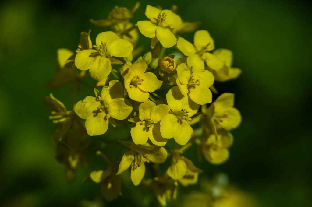 菜の花