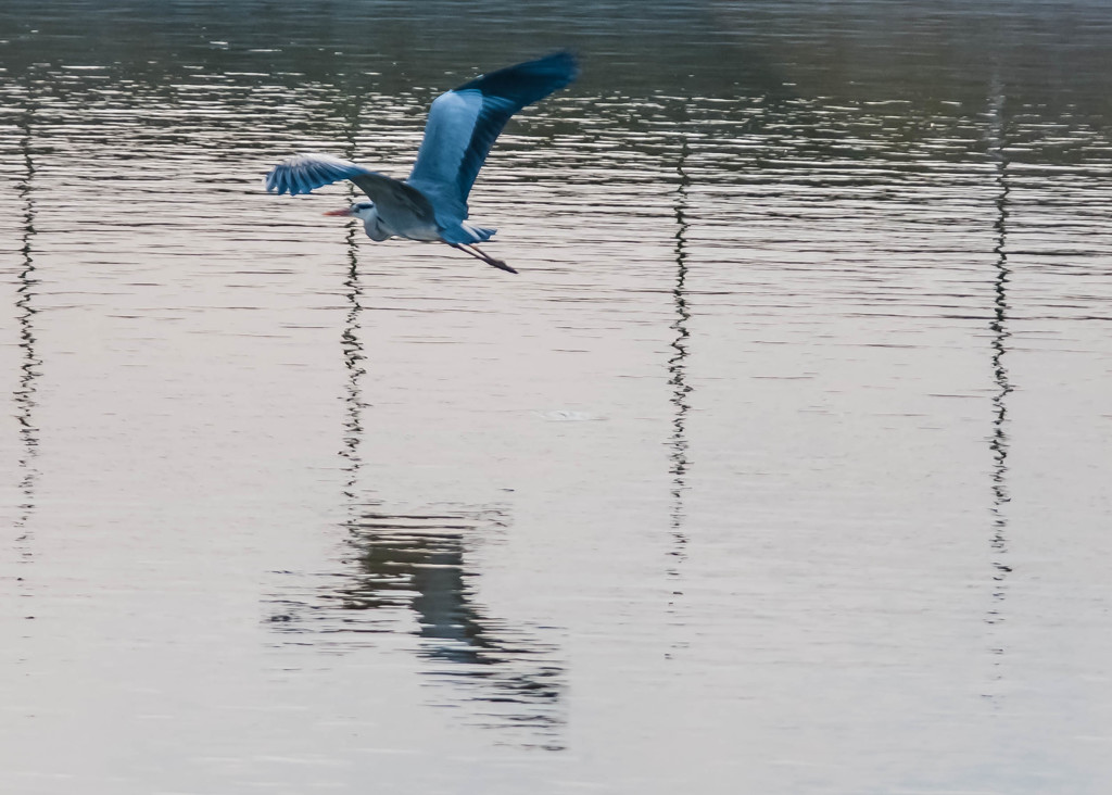 初鳥撮り