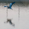 初鳥撮り