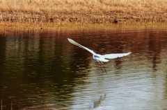 加古大池の野鳥たち