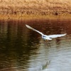 加古大池の野鳥たち