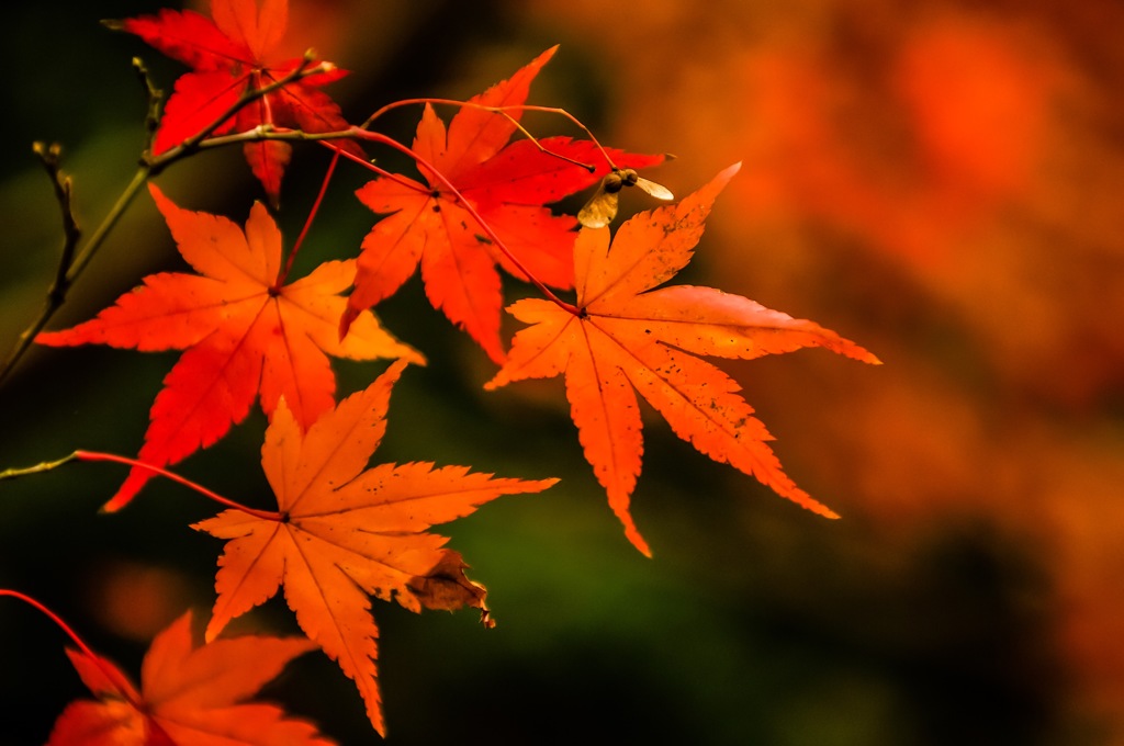 丹波・高源寺2016紅葉①