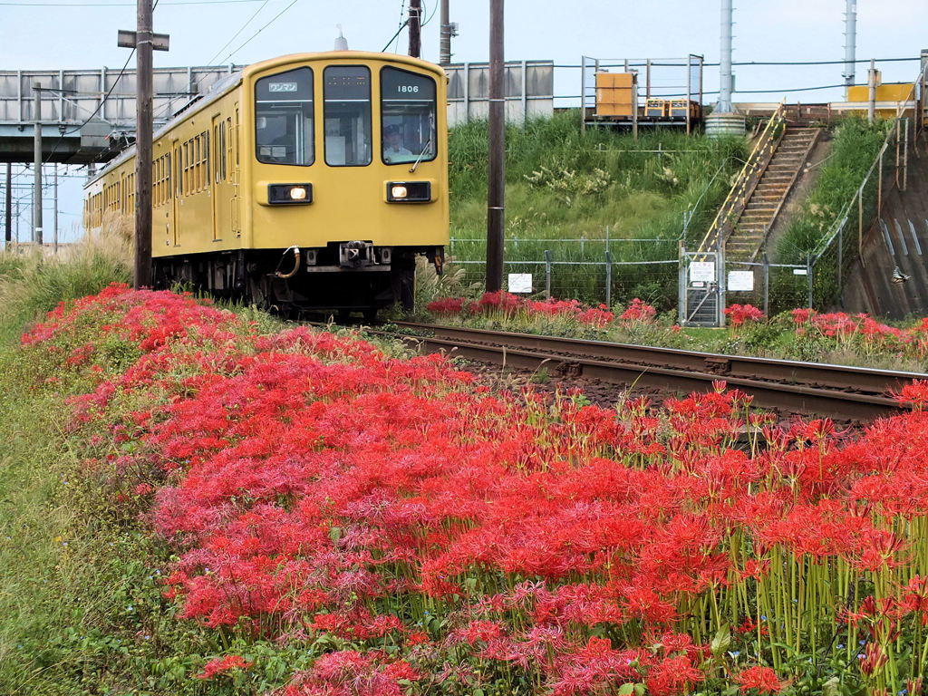 赤い花のある風景