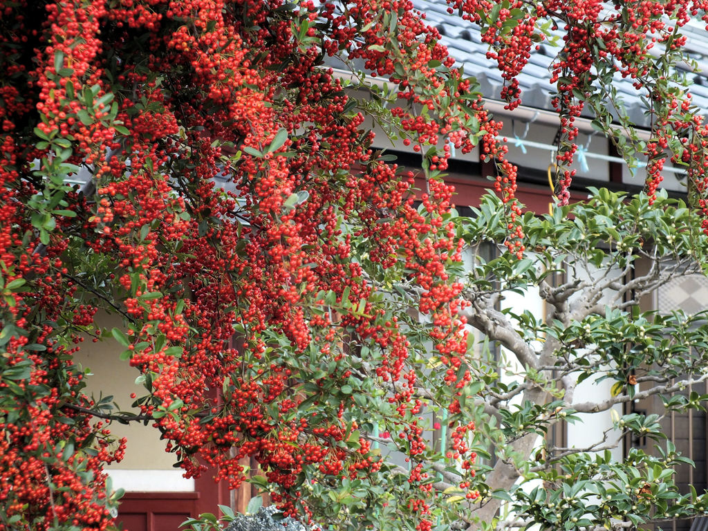 実るほど頭を垂れるピラカンサ（笑）