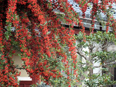 実るほど頭を垂れるピラカンサ(笑)